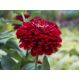 Cynia wytworna daliowa Scarlet Flame