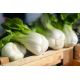 Kapusta chińska Pak-Choi  