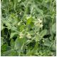 Peluszka, Groch siewny pastewny na poplon - 1000 gram