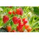 Truskawka Rainbow Treasure F1