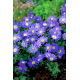 Zawilec grecki - Blue Shades - 8 szt.