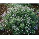 Brunera wielkolistna - Brunnera Macrophylla - 1 szt.