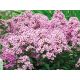 Floks (Phlox) - Płomyk wiechowaty - Neon Flare - 1 szt.