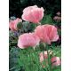 Mak wschodni - Helen Elizabeth - 1 szt.