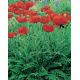 Mak wschodni - Papaver orientale - 1 szt.