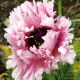 Mak wschodni - Ruffled Patty - 1 szt.