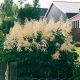 Parzydło leśne - Aruncus dioicus - 1 szt.