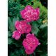 Piwonia, Paeonia - Edulis Superba - sadzonka