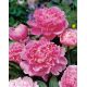 Piwonia, Paeonia - Edulis Superba - sadzonka