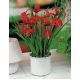 Sprekelia czerwona - Sprekelia Formosissima - głęboka czerwień - 1 szt.