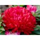 Aster peoniowy - czerwony