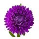 Aster peoniowy - fioletowy