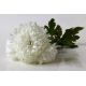 Aster - Milady White