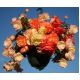 Begonia pachnąca - Aromantics - 2 szt.