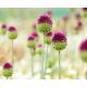 Czosnek główkowaty - Allium sphaerocephalon - 20 szt.