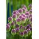 Czosnek główkowaty - Allium sphaerocephalon - 20 szt.