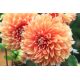 Dalia - Colour Spectacle