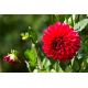 Dalia czerwona - Dahlia Red