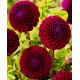 Dalia - Downham Royal - pomponowa