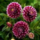 Dalia - Edinburgh