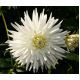 Dalia kaktusowa biała - Dahlia cactus White