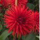Dalia kaktusowa czerwona - Dahlia cactus Red