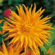 Dalia kaktusowa pomarańczowa - Dahlia cactus Orange