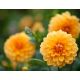 Dalia pomarańczowa - Dahlia Orange