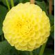 Dalia - Potgieter - pomponowa