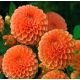 Dalia - Sylvia - pomponowa