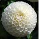 Dalia - White Aster - pomponowa
