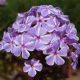 Floks (Phlox) - Płomyk wiechowaty - All In One - 1 szt.