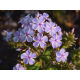 Floks (Phlox) - Płomyk wiechowaty - All In One - 1 szt.