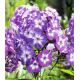 Floks (Phlox) - Płomyk wiechowaty - Laura - 1 szt.