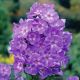 Floks (Phlox) - Płomyk wiechowaty - Laura - 1 szt.