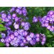 Floks (Phlox) - Płomyk wiechowaty - Laura - 1 szt.