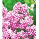 Floks (Phlox) - Płomyk wiechowaty - Peppermint Twist - 1 szt.