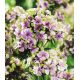 Floks (Phlox) - Płomyk wiechowaty - Sherbet Blend - 1 szt.