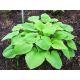 Funkia - Hosta August Moon