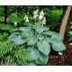 Funkia - Hosta Big Daddy