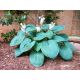 Funkia - Hosta Big Daddy