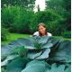 Funkia - Hosta Empress Wu