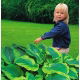 Funkia - Hosta Satisfaction