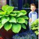 Funkia - Hosta Sum and Substance