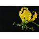 Glorioza żółta - Gloriosa Lutea