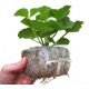 Pęczniejąca doniczka torfowa - GrowBlock - 50x50 mm - 20 szt.