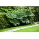 Gunnera olbrzymia - Gunnera manicata - gigantyczne liście!
