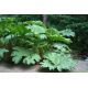 Gunnera olbrzymia - Gunnera manicata - gigantyczne liście!