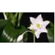 Lilia amazońska - Eucharis amazonica