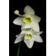 Lilia amazońska - Eucharis amazonica